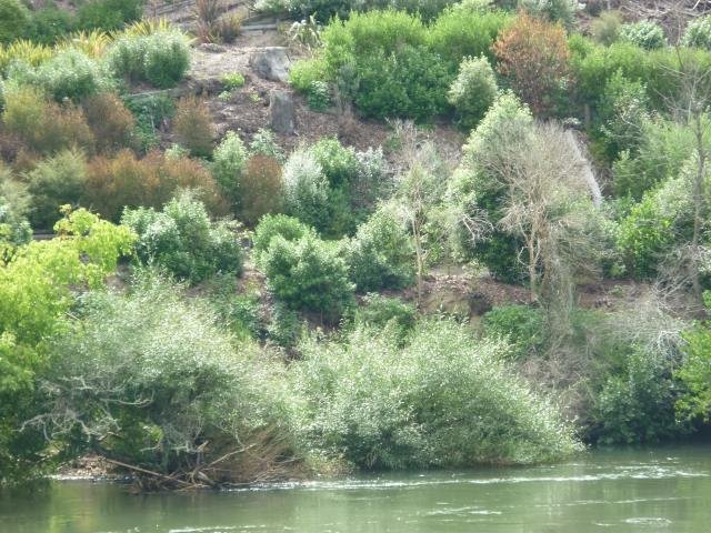 The bank below the Kauri Grove  February. 2010. Cambridge Tree Trust